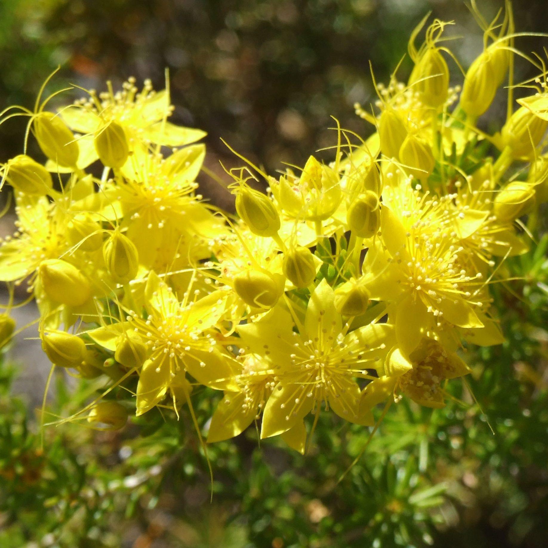 Calytrix flavescens summer starflower WEB }}