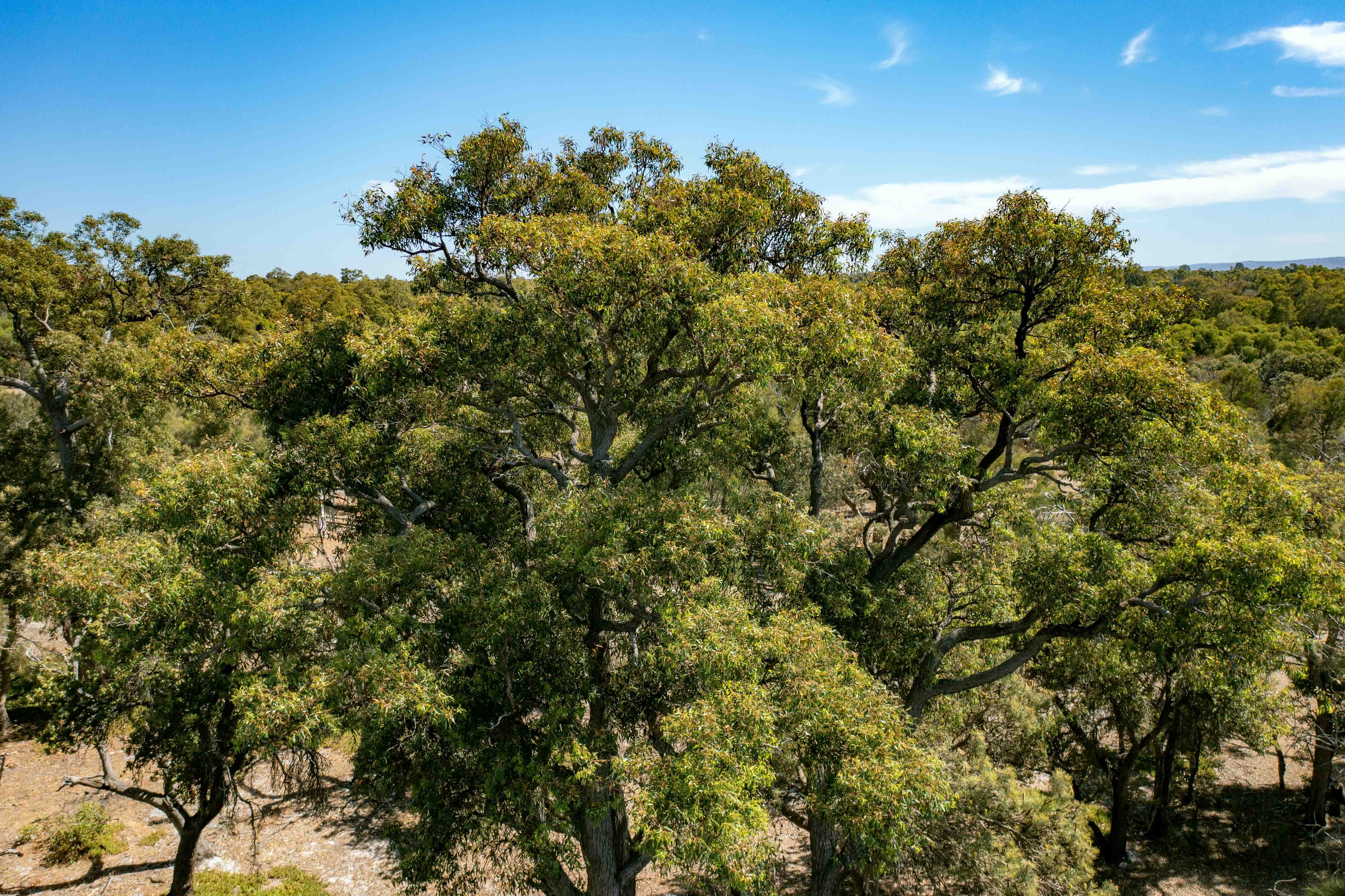 Canopy trees jarrah Eucalyptus marginata WEB }}