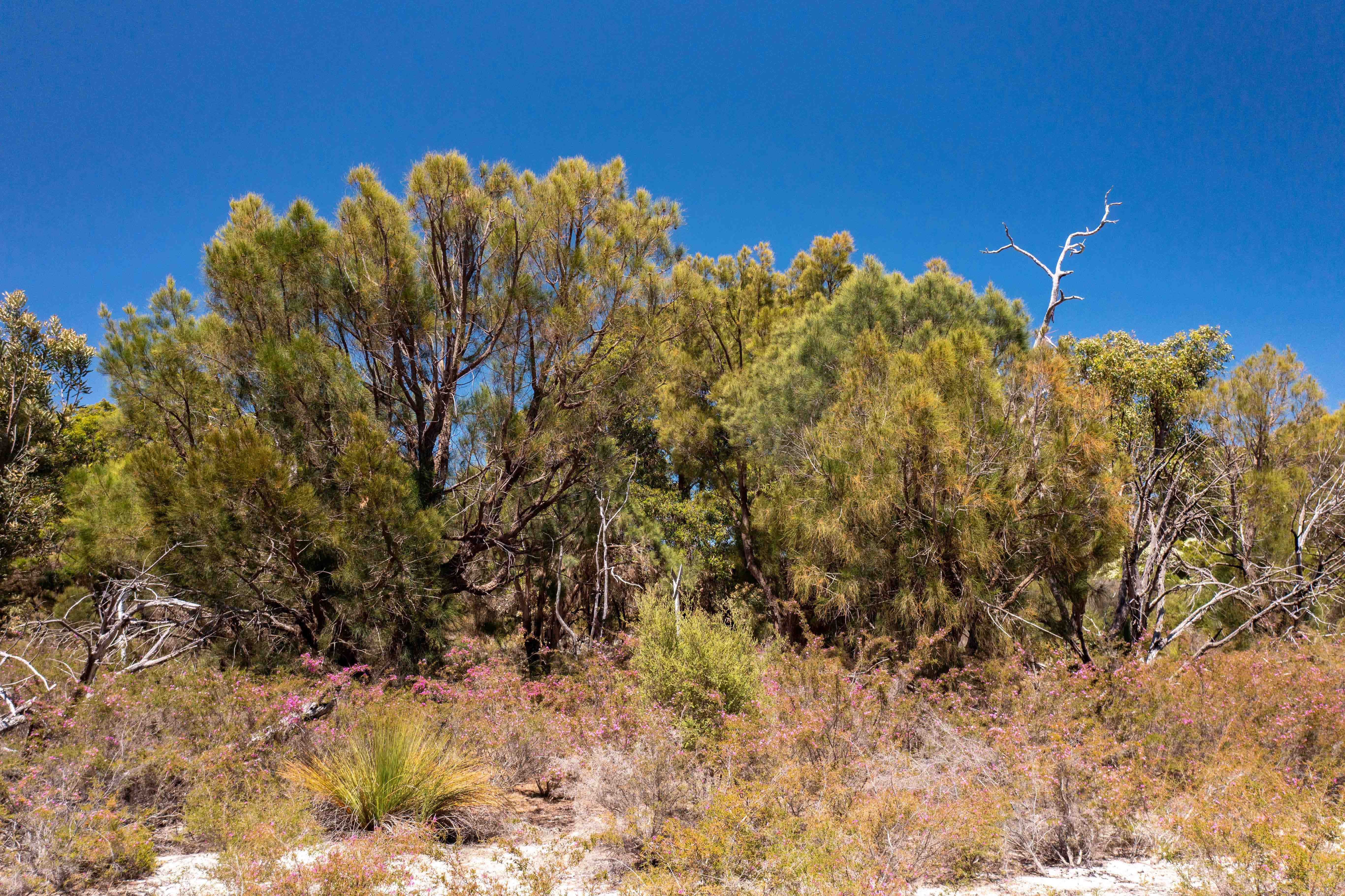 Canopy trees sheoak Allocasuarina fraseriana WEB BANNER }}