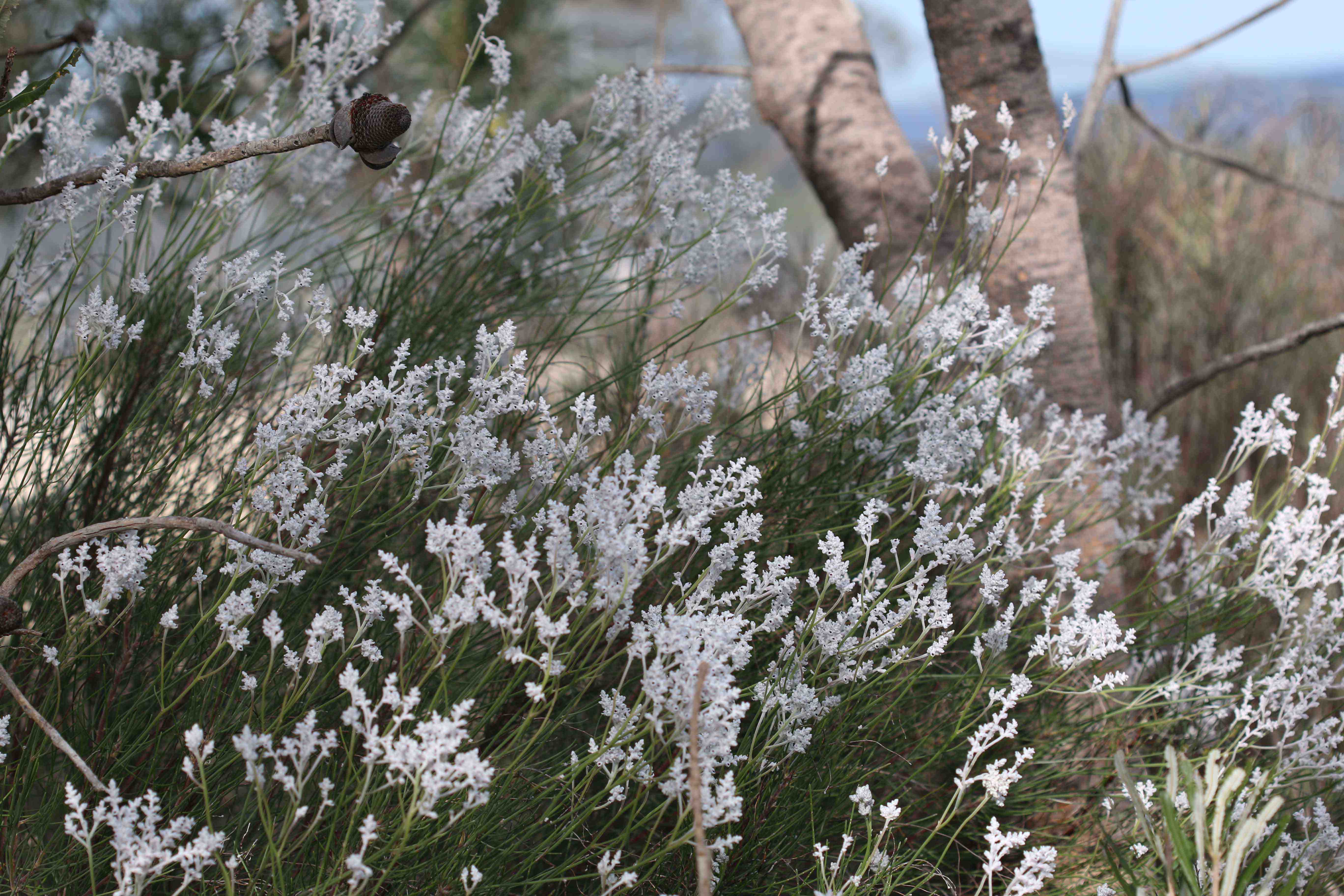 Flora - Conospermum stoechadis - common smoke bush }}