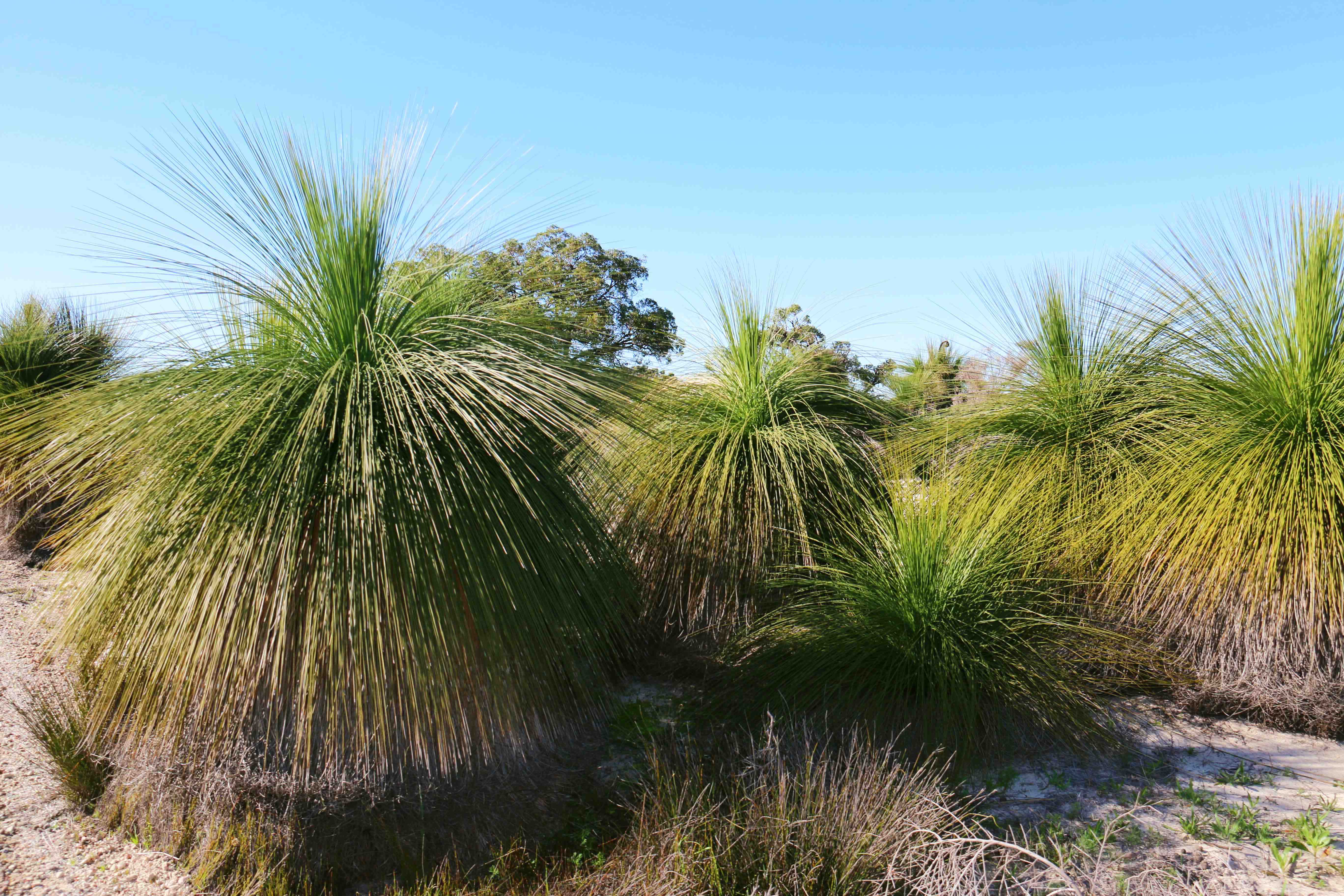Flora Xanthorrea grass tree WEB }}