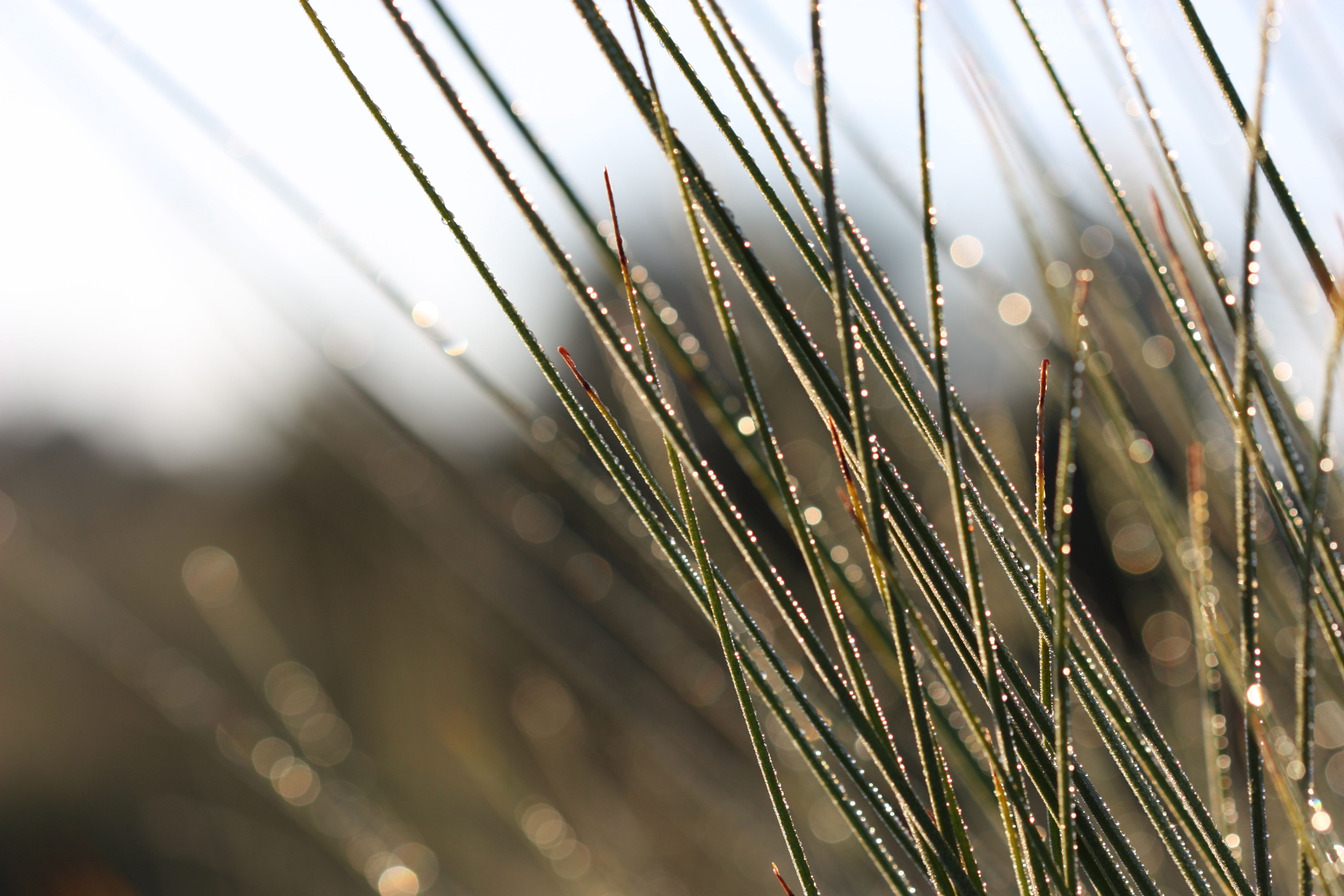 Flora dew covered grass tree fronds WEB }}