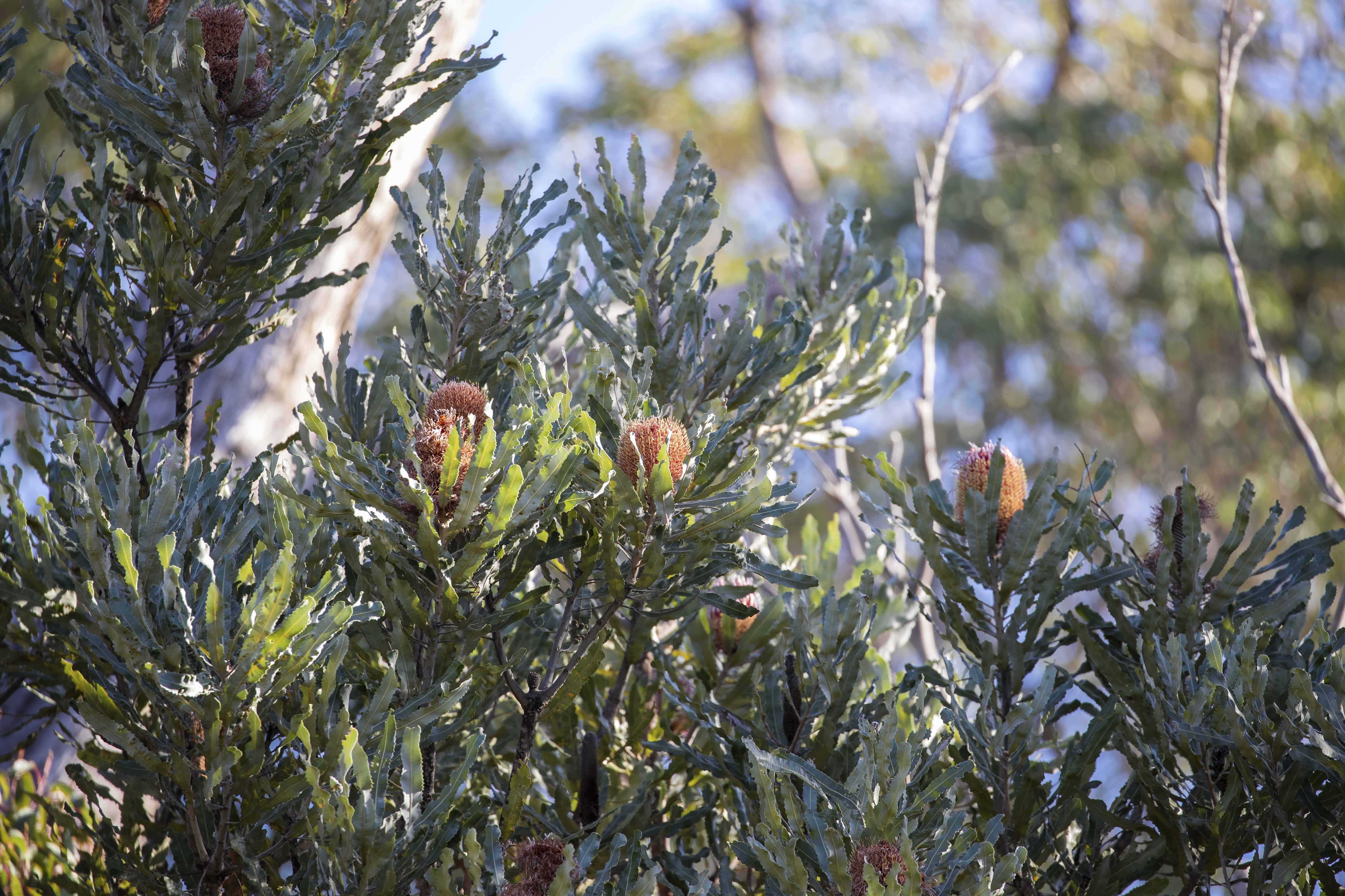 Flora firewood banksia tree WEB }}