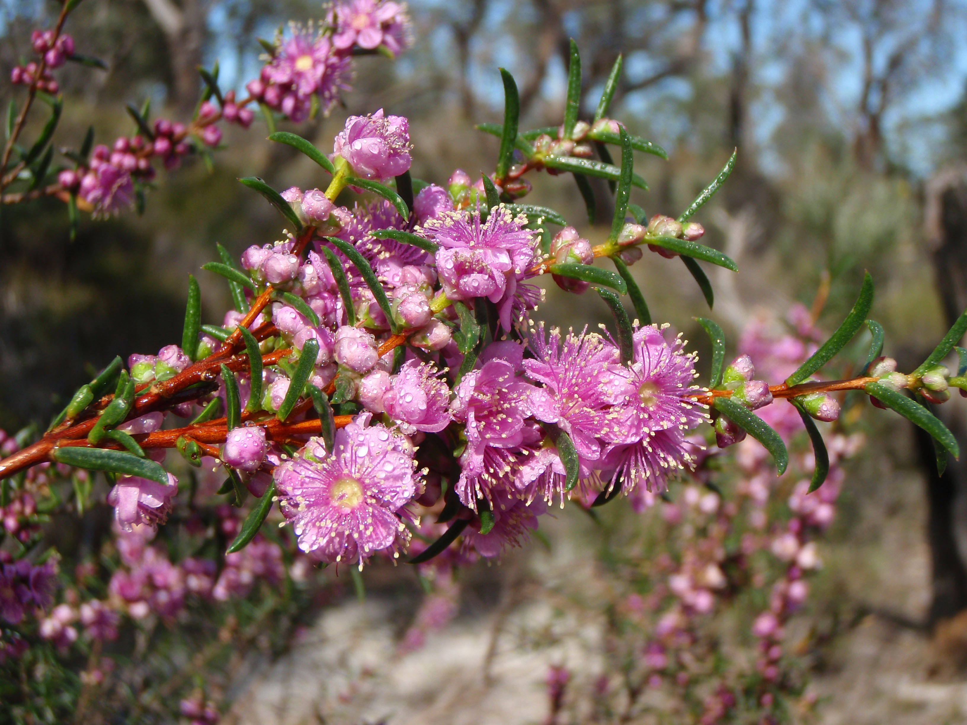 Flora Hypocalymma robustum Swan River myrtle WEB }}
