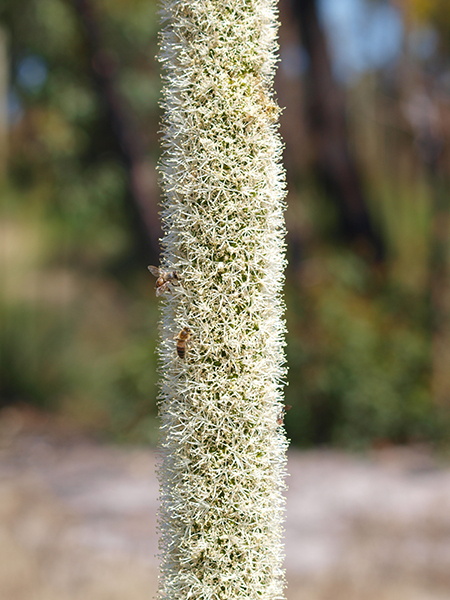Flora Xanthorrhea preissii Grass tree stalk WEB }}
