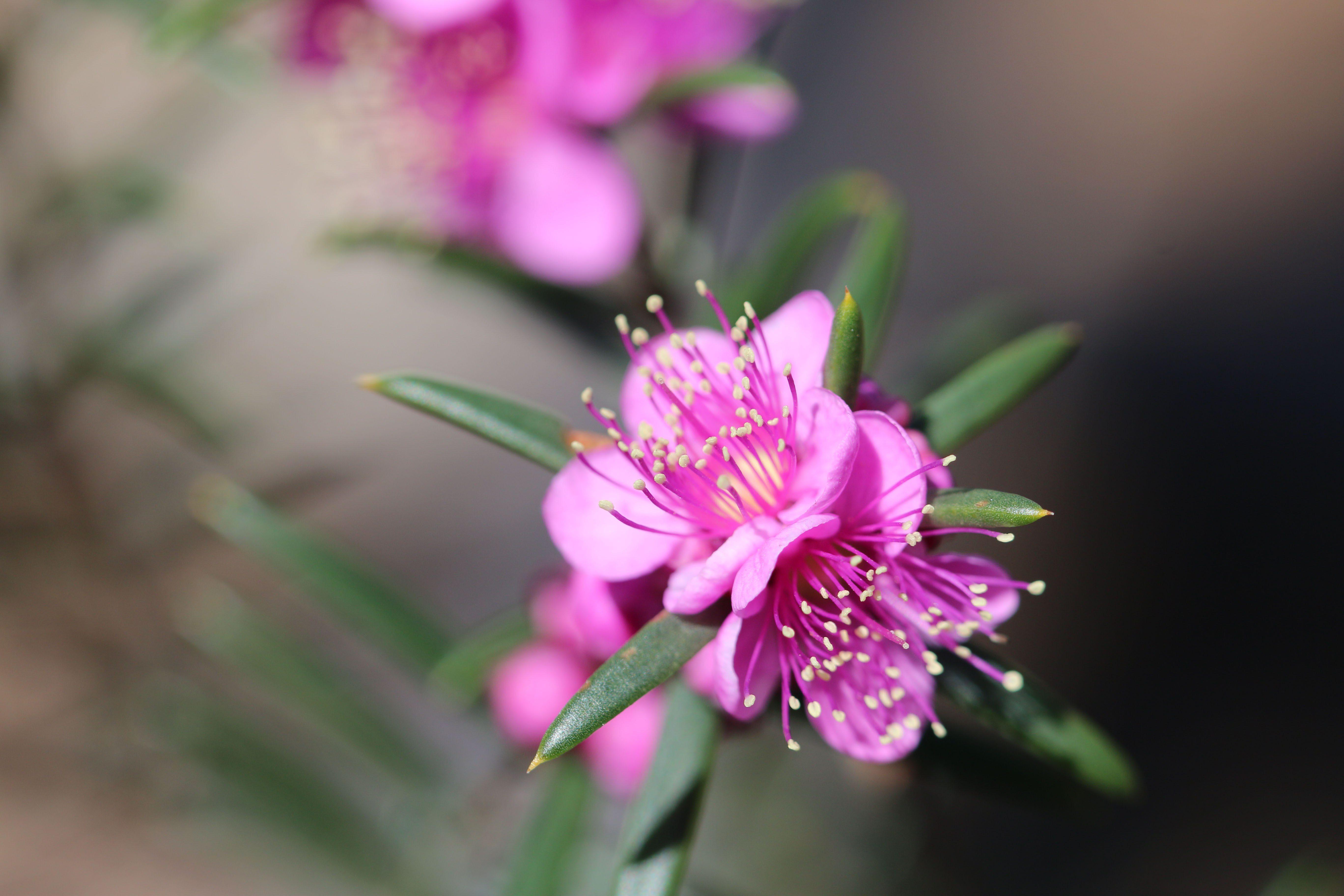 Hypocalymma robustum Swan River myrtle macro WEB }}