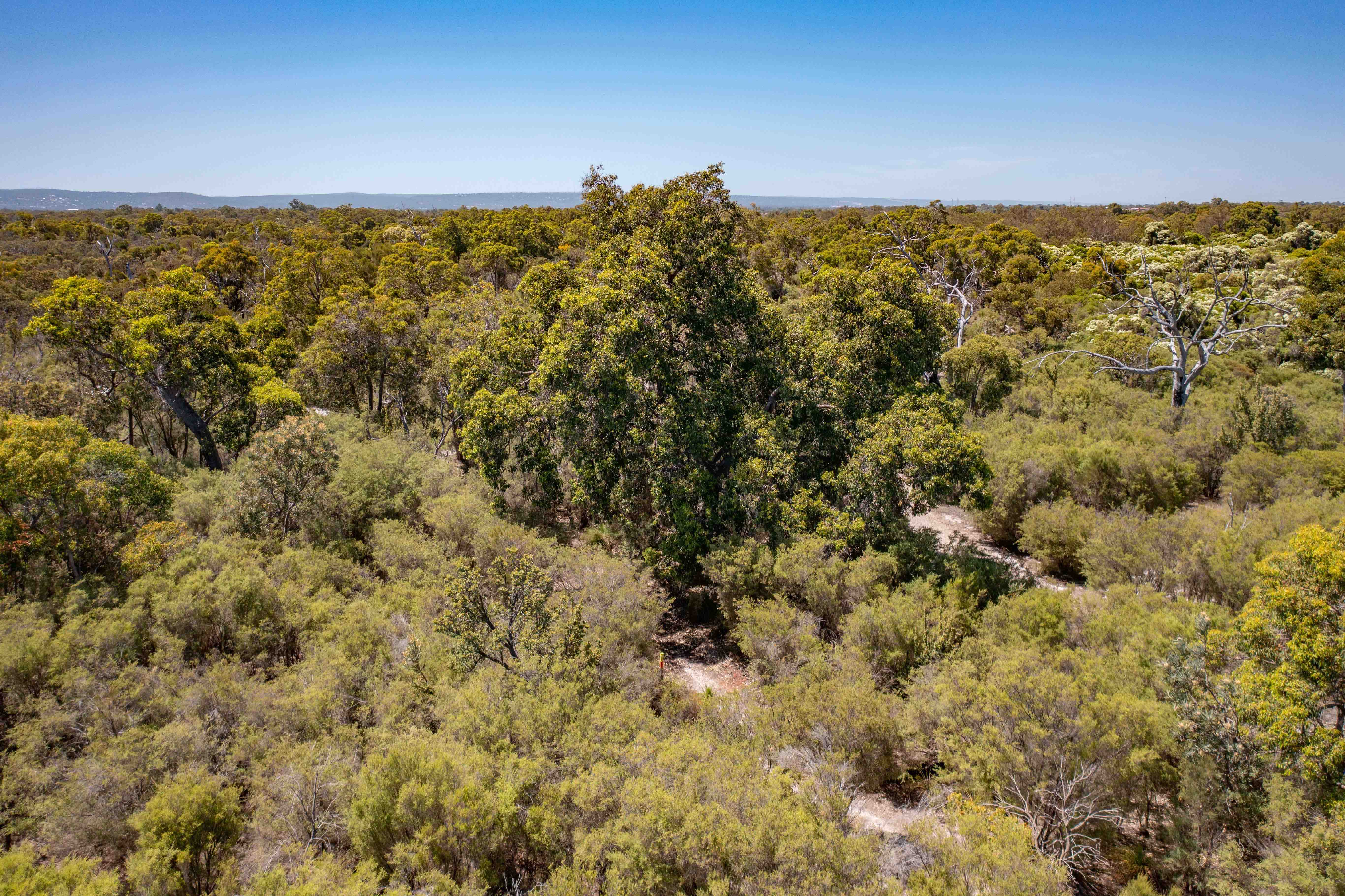 Whiteman Park canopy looking east towards the scarp WEB BANNER }}