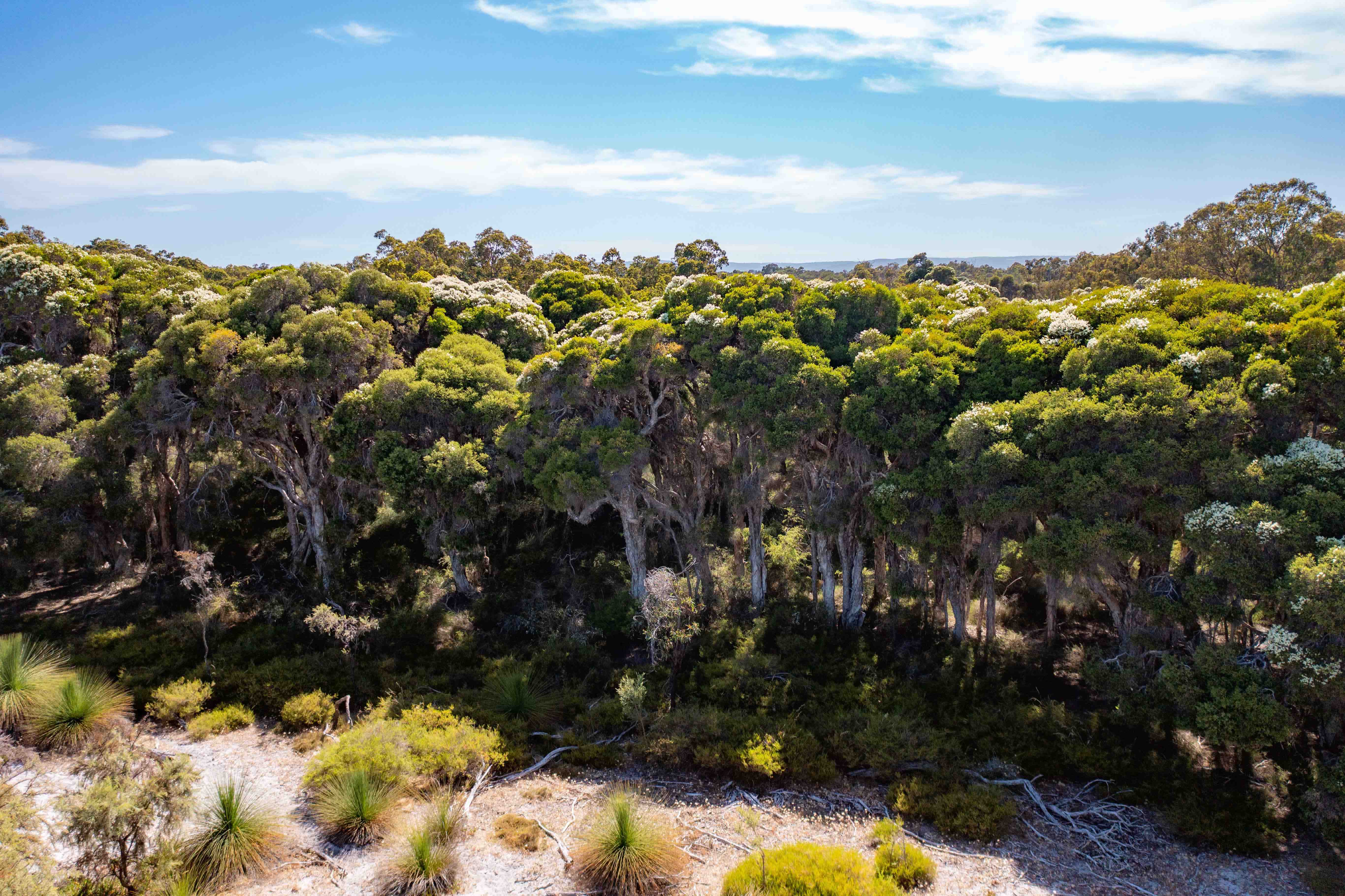 Whiteman Park paperbarks along Bennett Brook tributary WEB BANNER }}