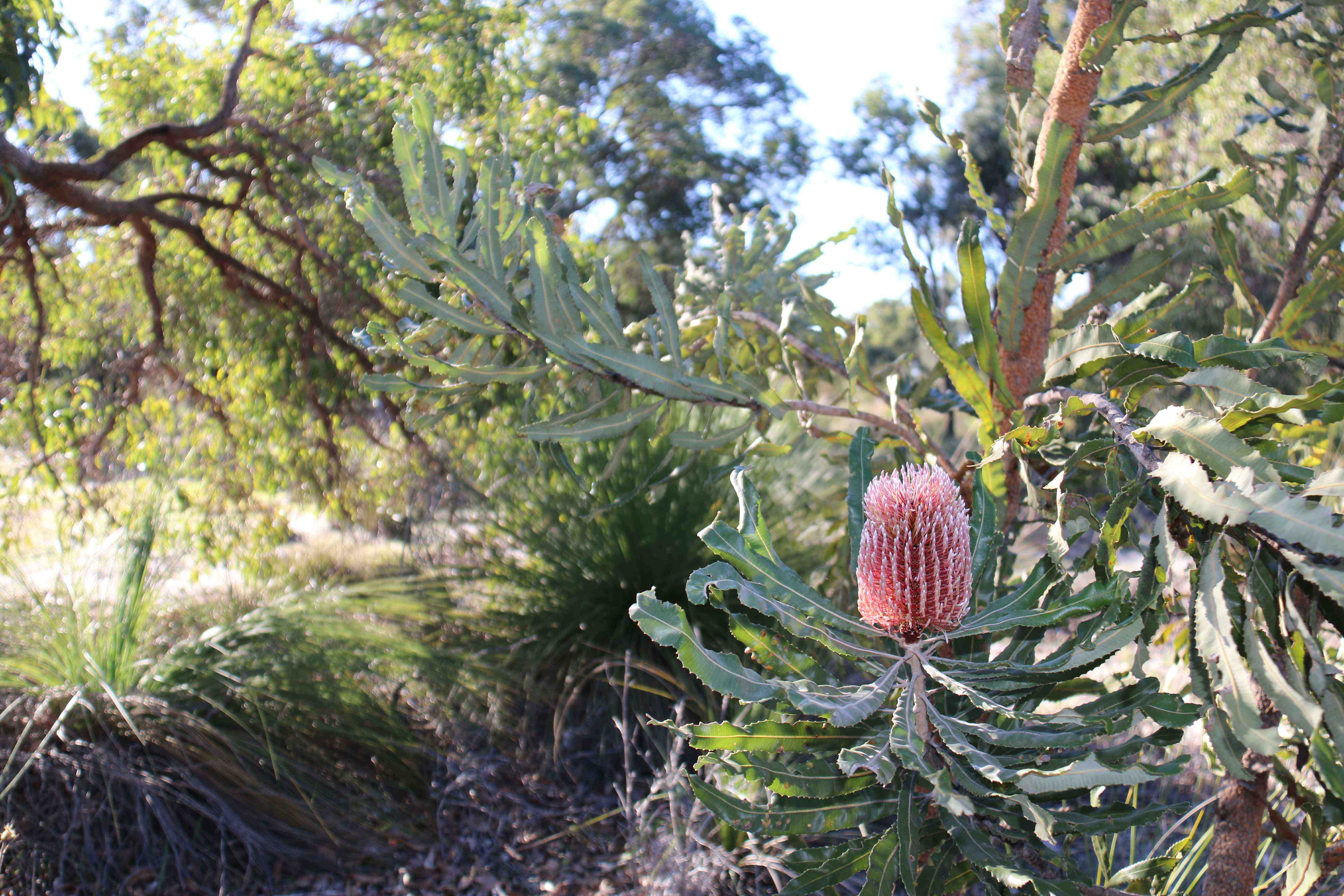 Whiteman Parks banksia woodlands }}