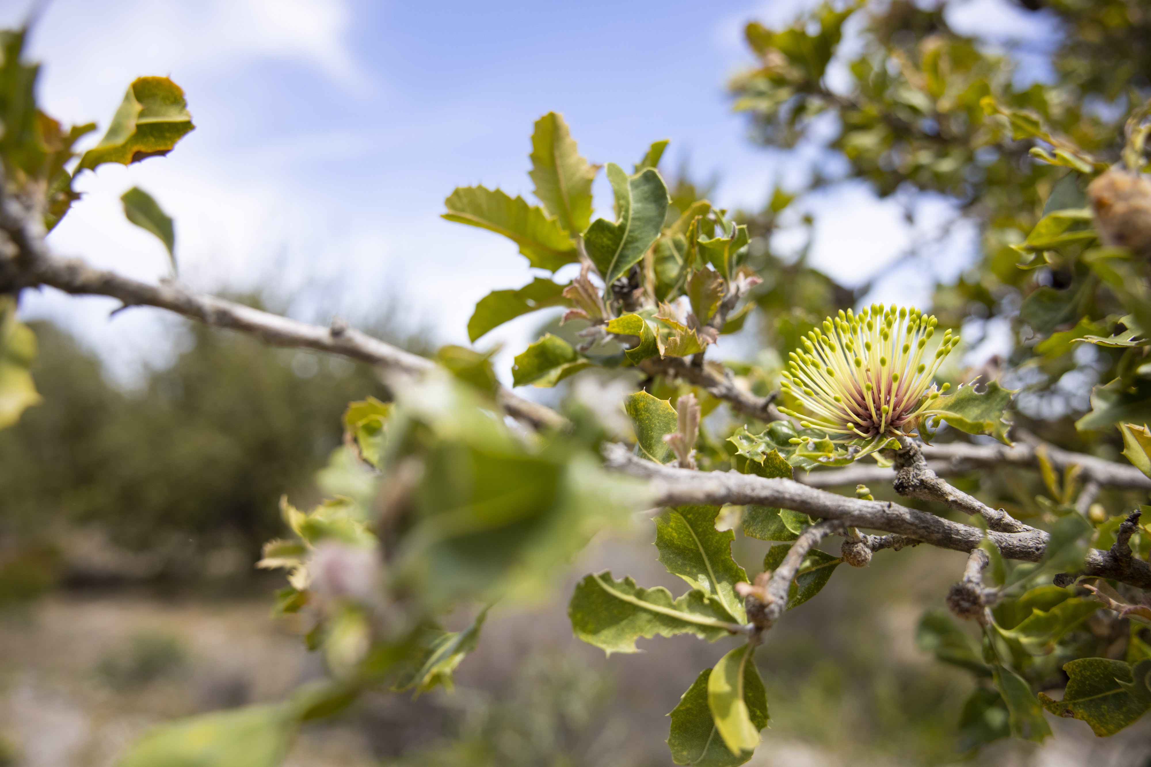 Whiteman Park Flora holly leaved banksia }}