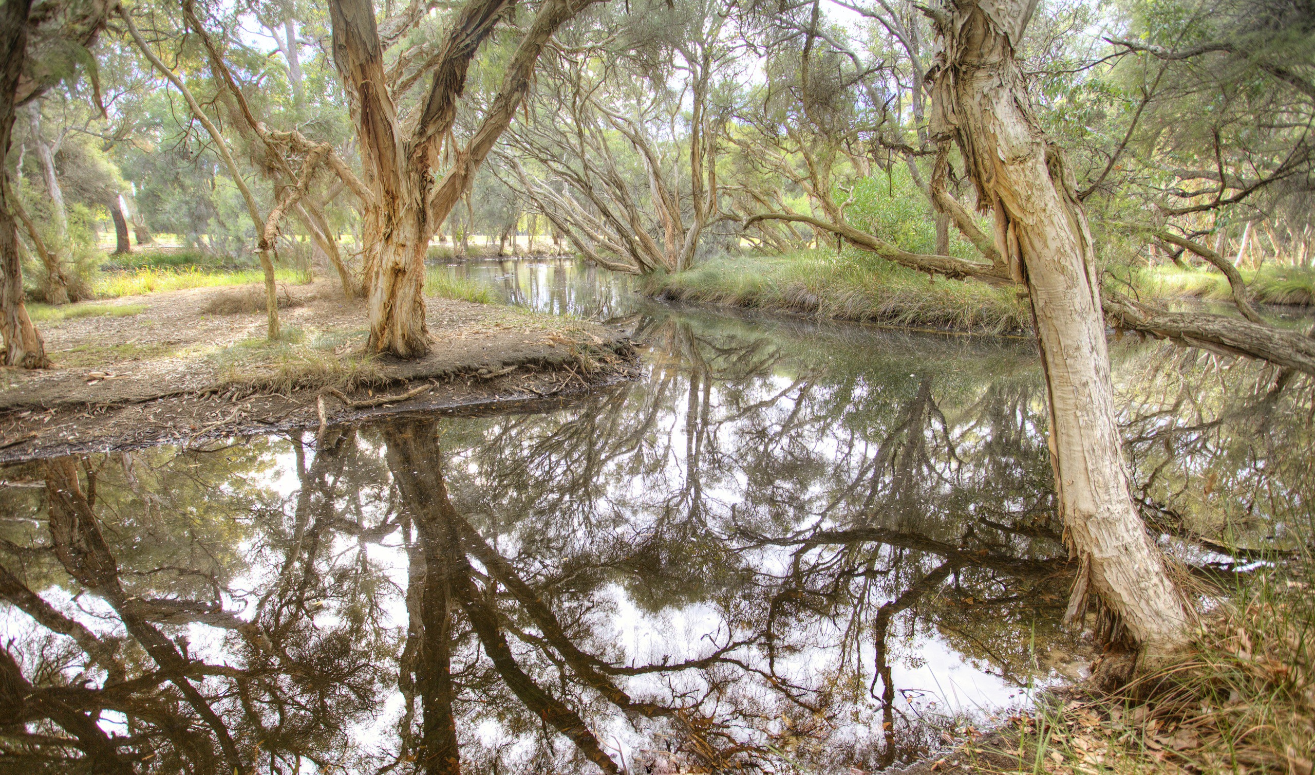 Mussel Pool - paperbarks - landscape }}