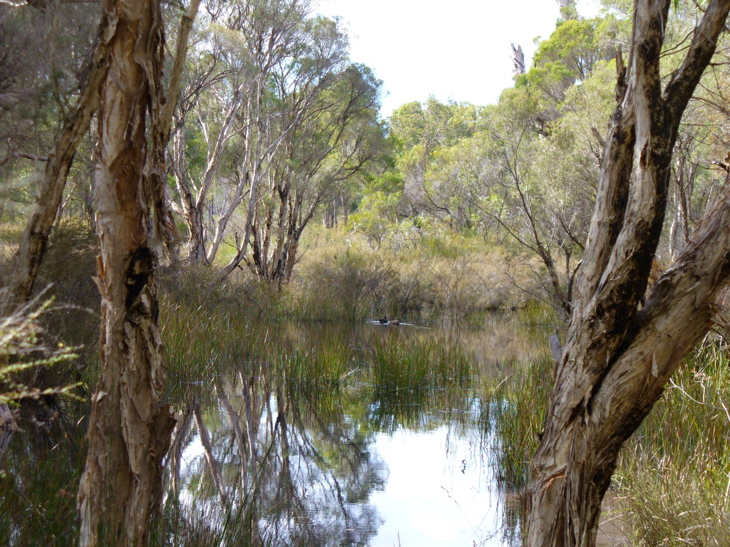 Wetlands Grogans Swamp Bennett Brook WEB }}