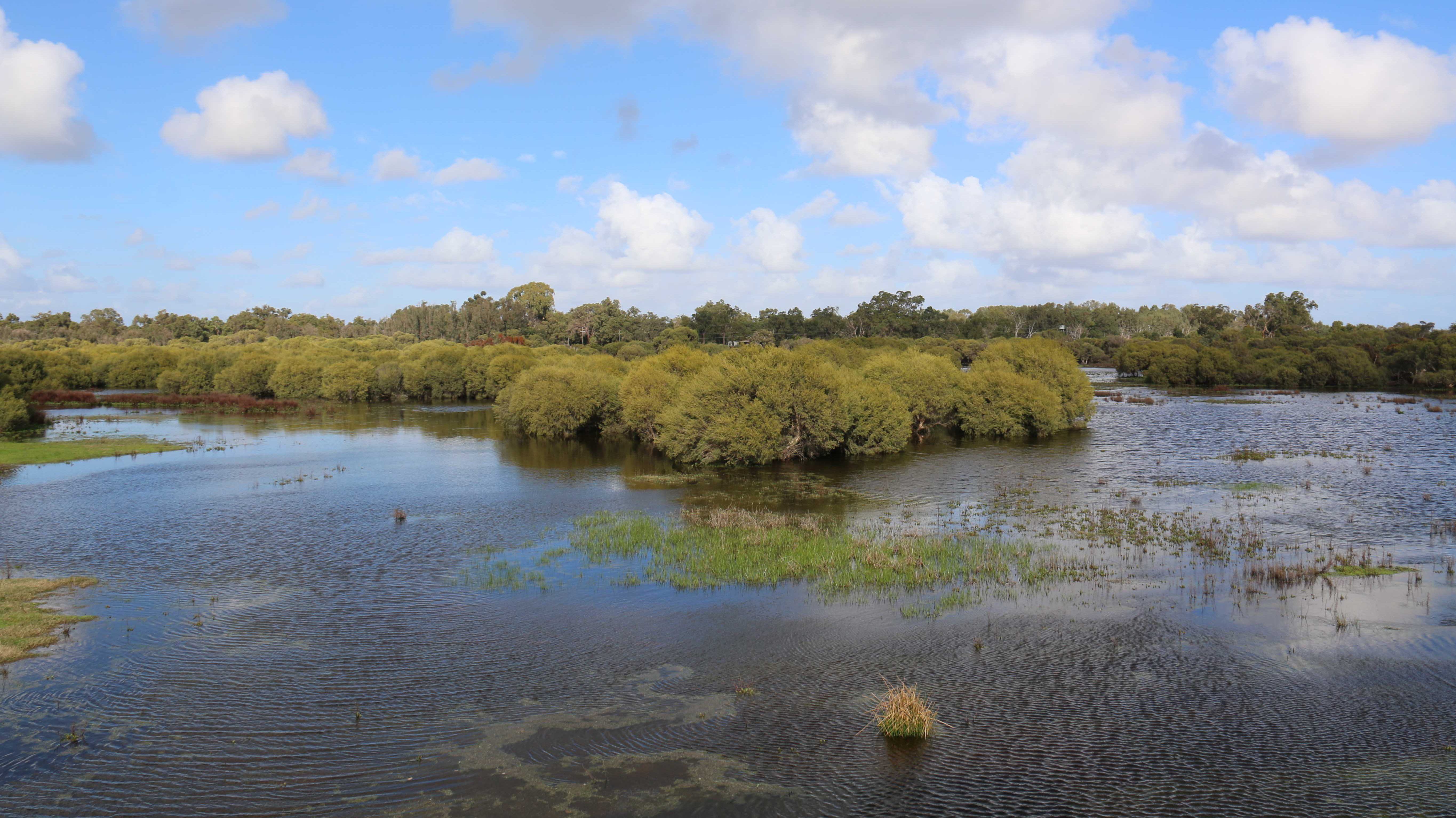 Whiteman Park wetlands Horse Swamp from the lookout }}