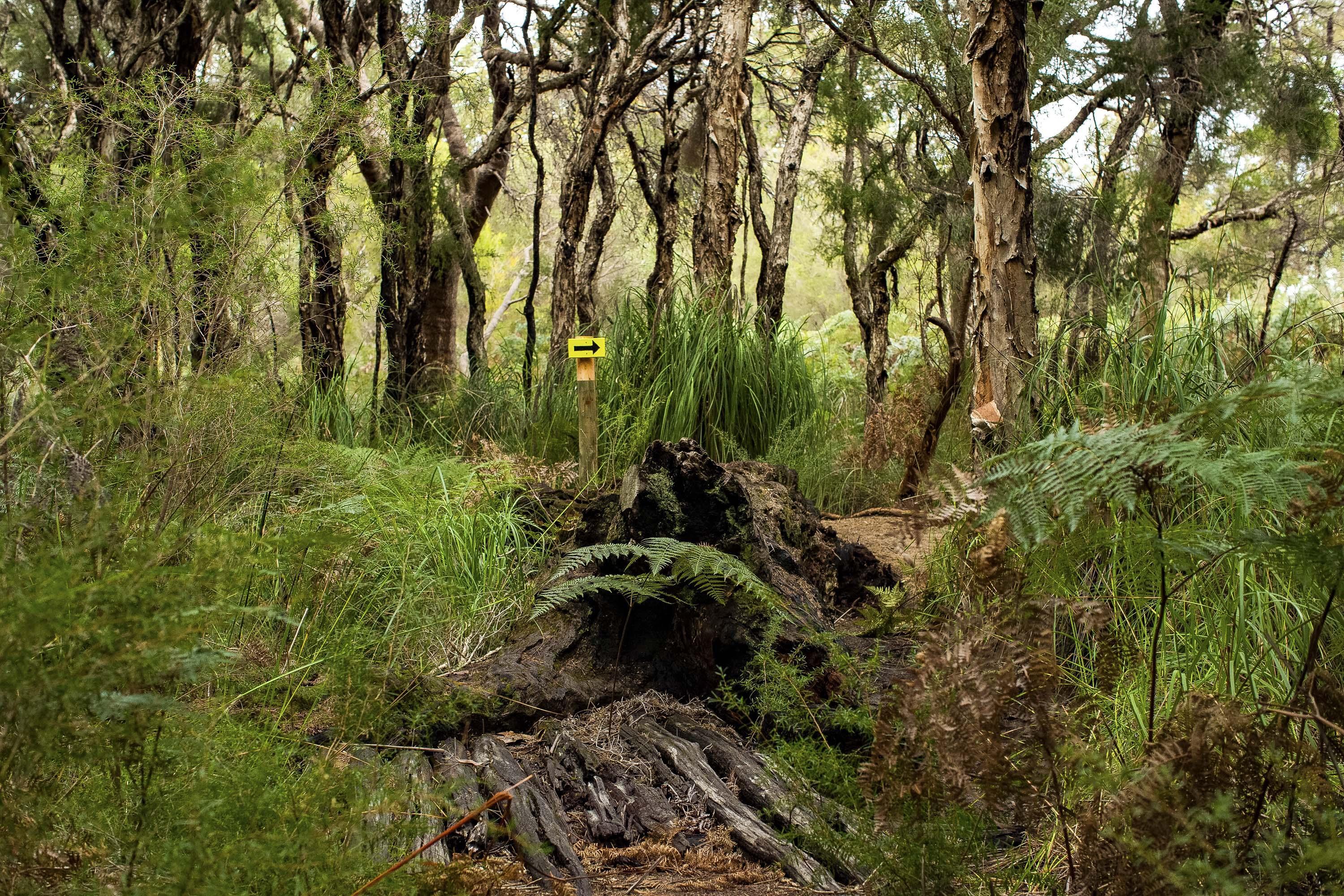 Wununga Trail wetland area Whiteman Park WEB }}