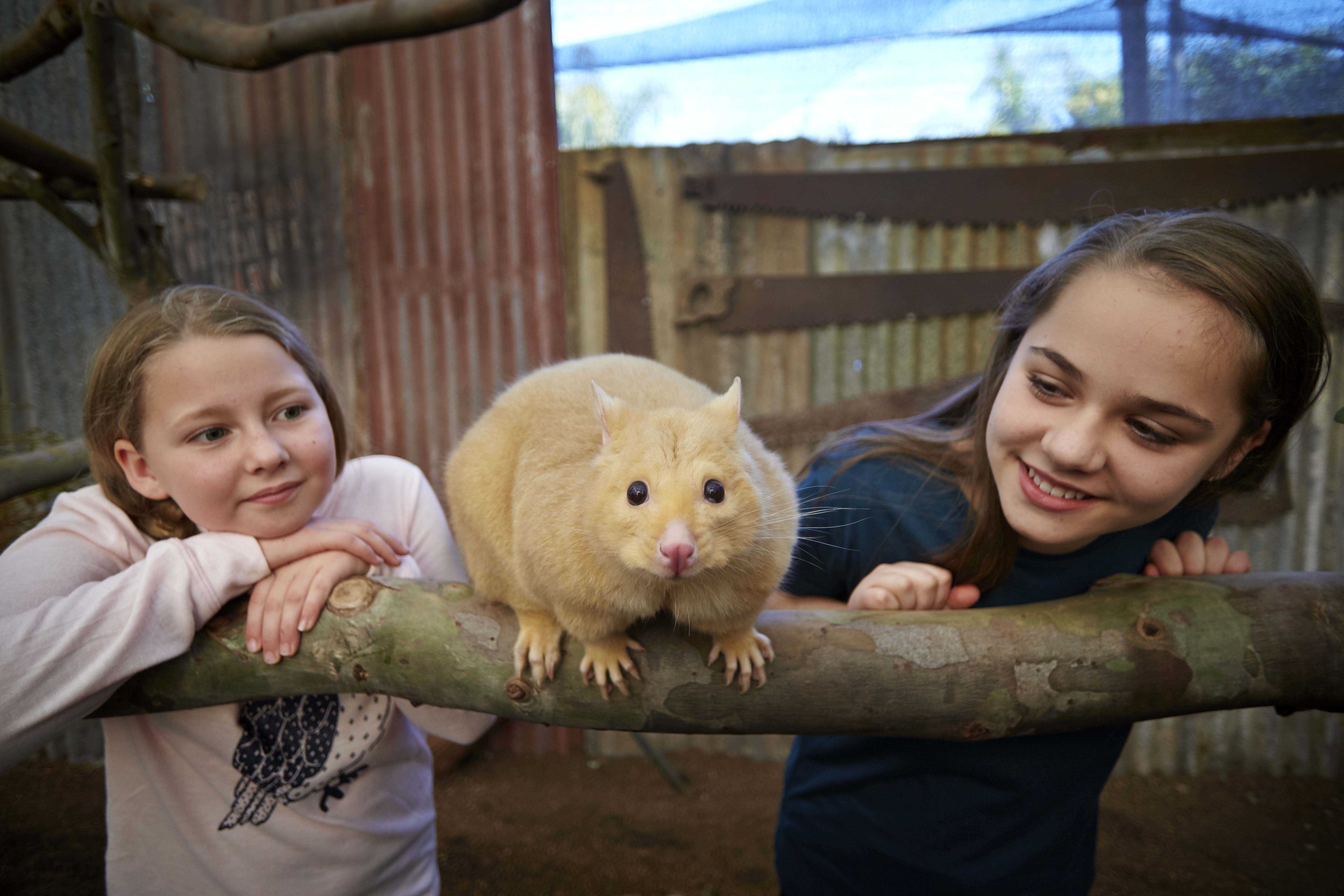 2020 Caversham Wildlife Park possum at meet the wombat and friends banner }}