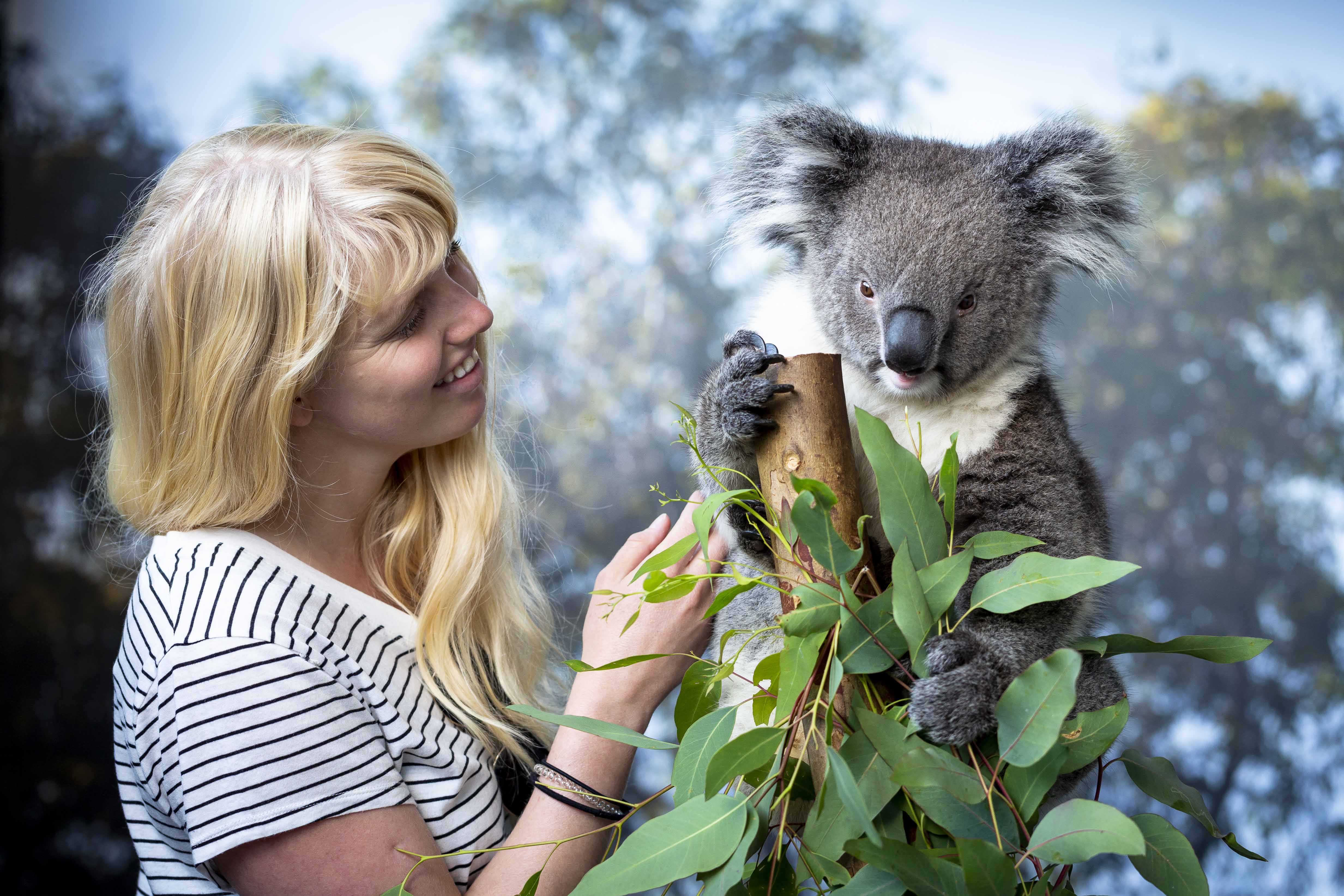Caversham WP WHPA042 koala and tourist 03 WEB }}