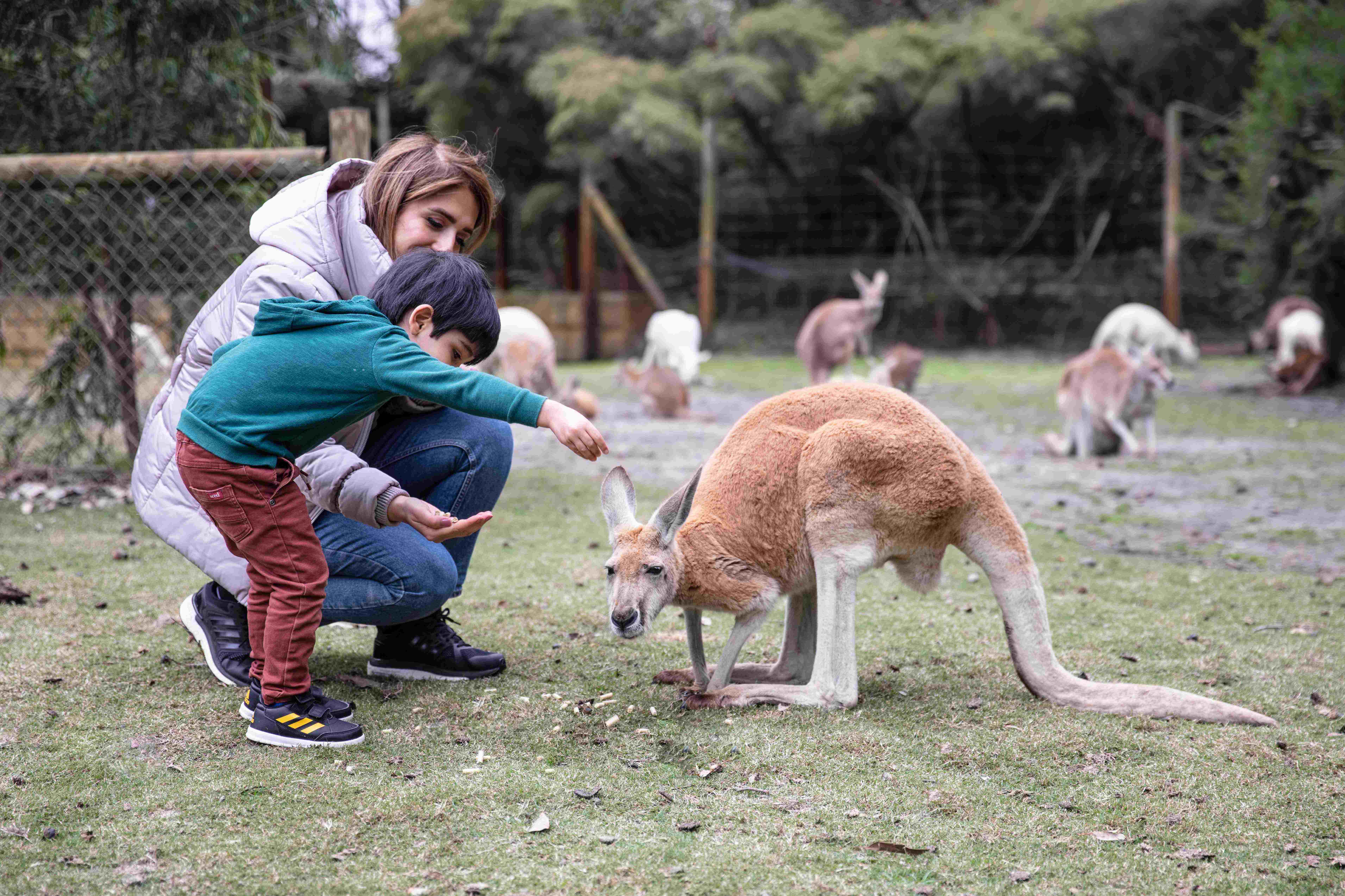 Caversham Wildlife Park mum and son feeding the kangaroos }}