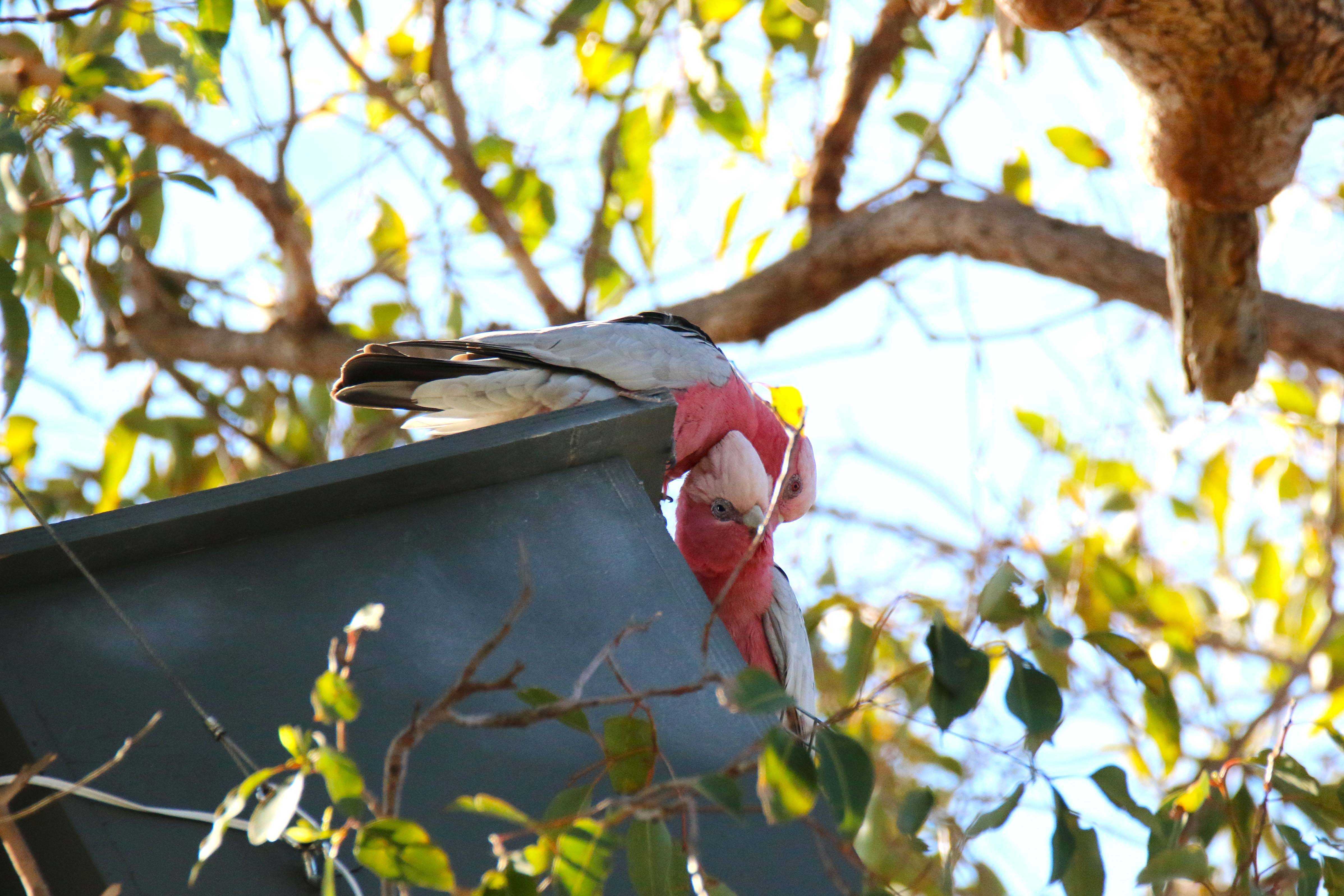 Whiteman Park Fauna Pink and grey galahs on artificial hollow }}
