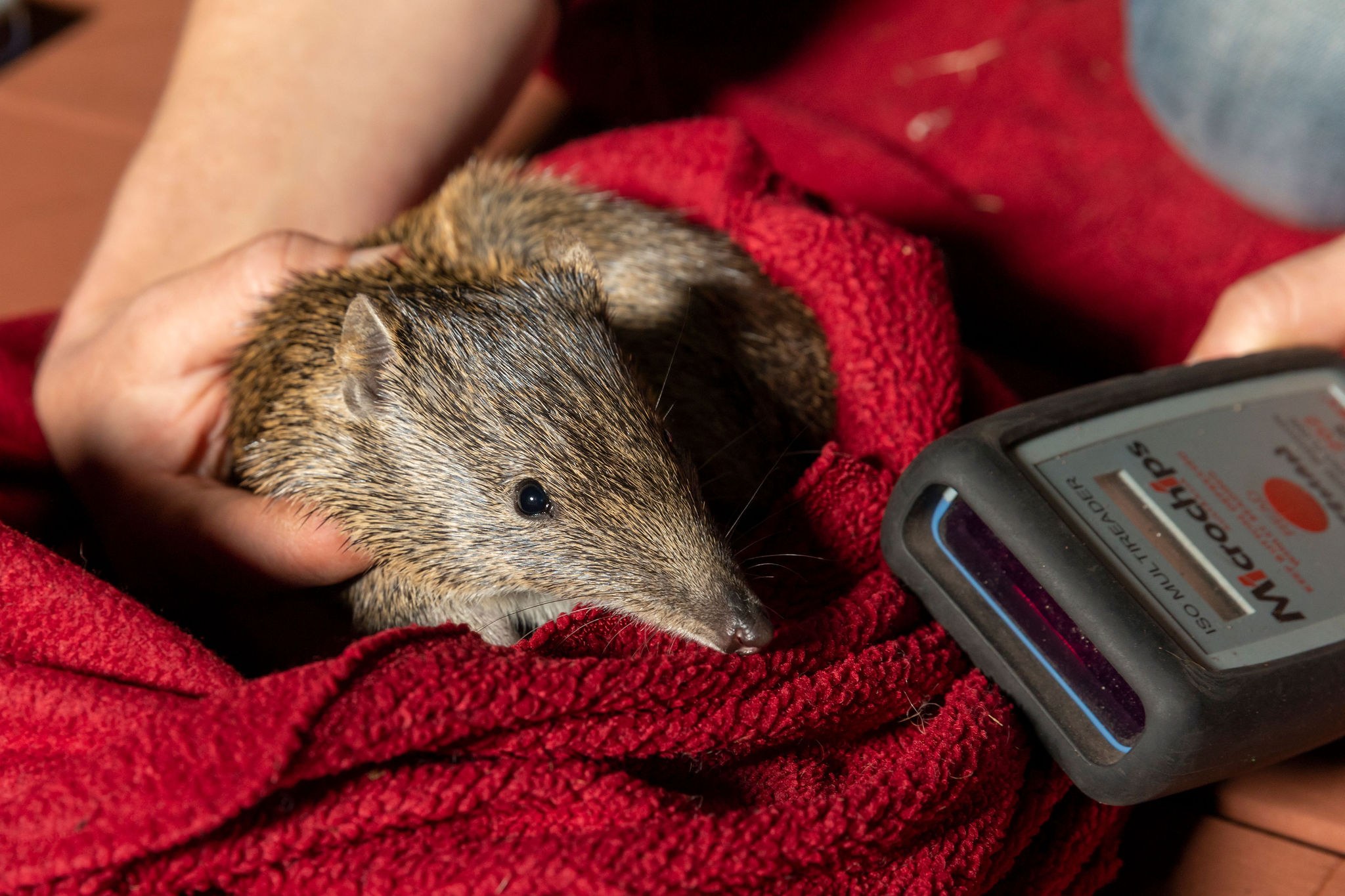 Woodland Reserve WP monitoring detail 13 }}