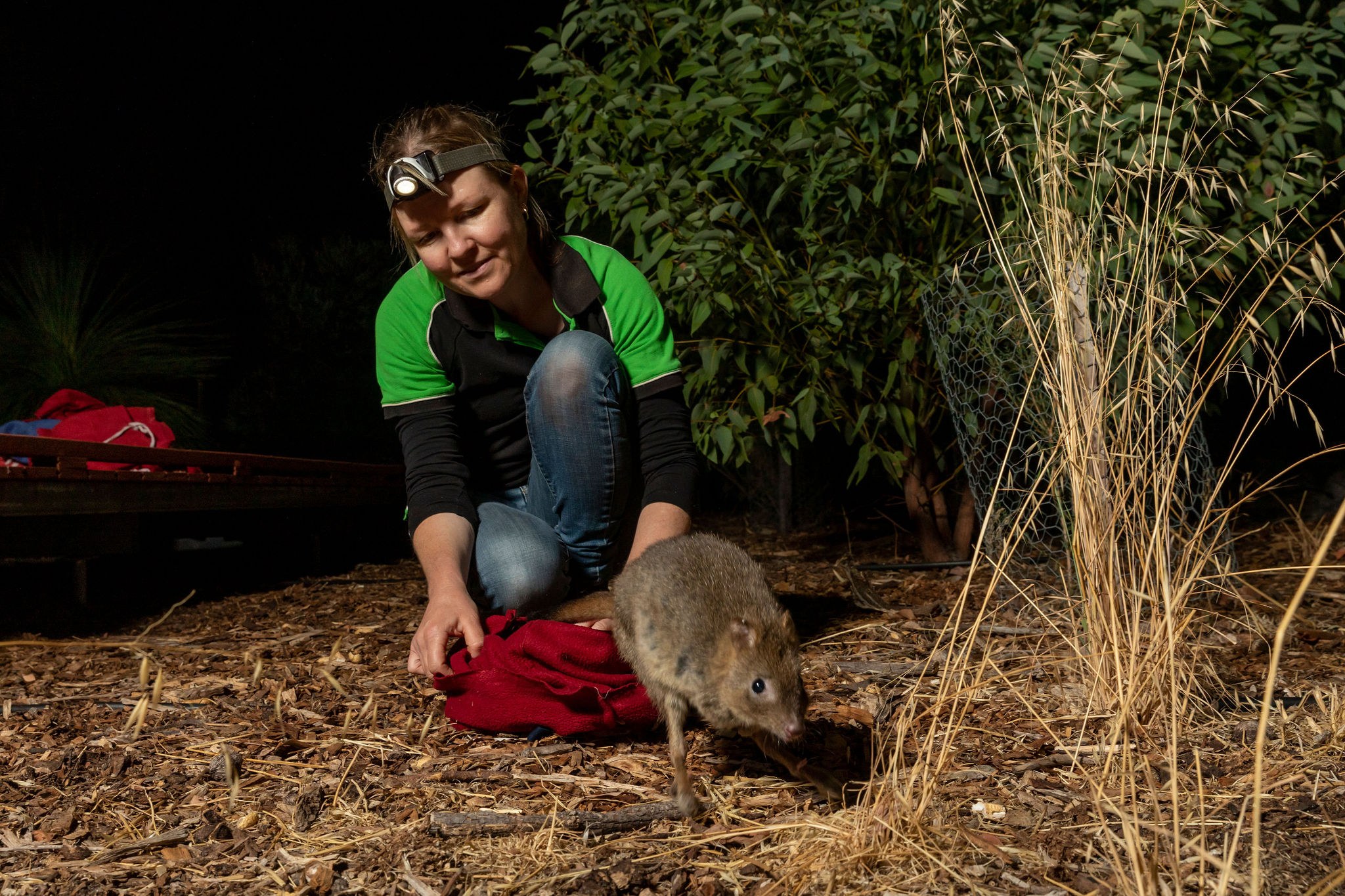 Woodland Reserve WP monitoring release 08 }}