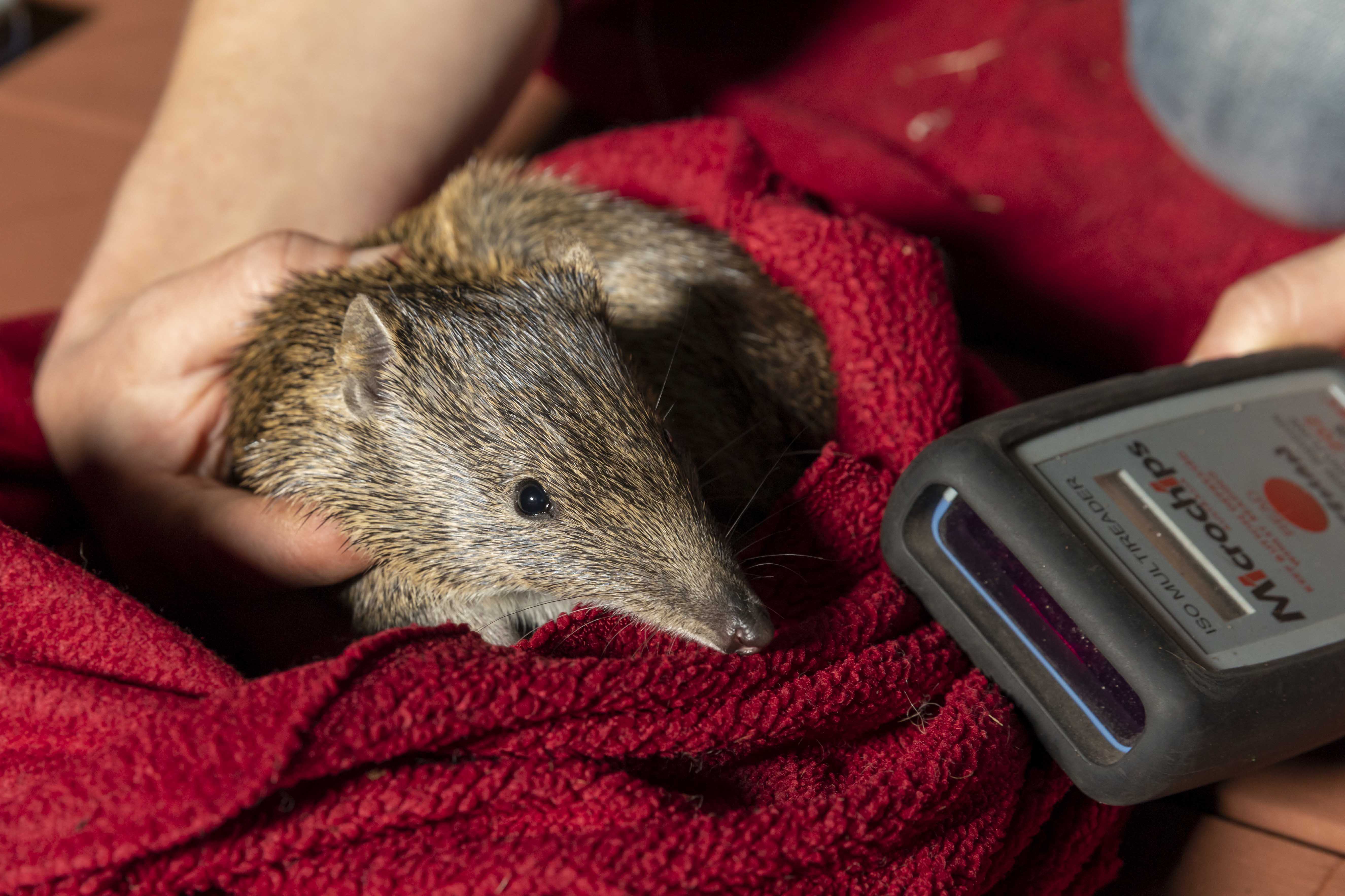 Woodland Reserve fauna monitoring }}