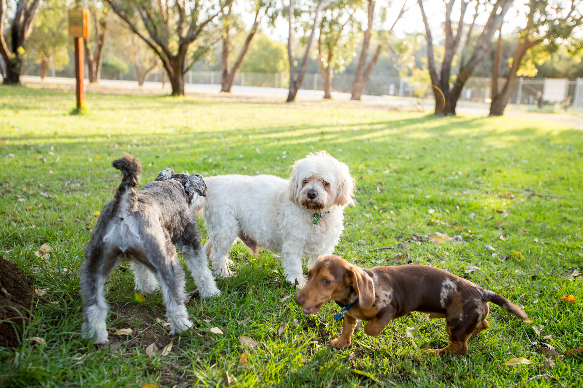 WP 260 Dog Park friends }}