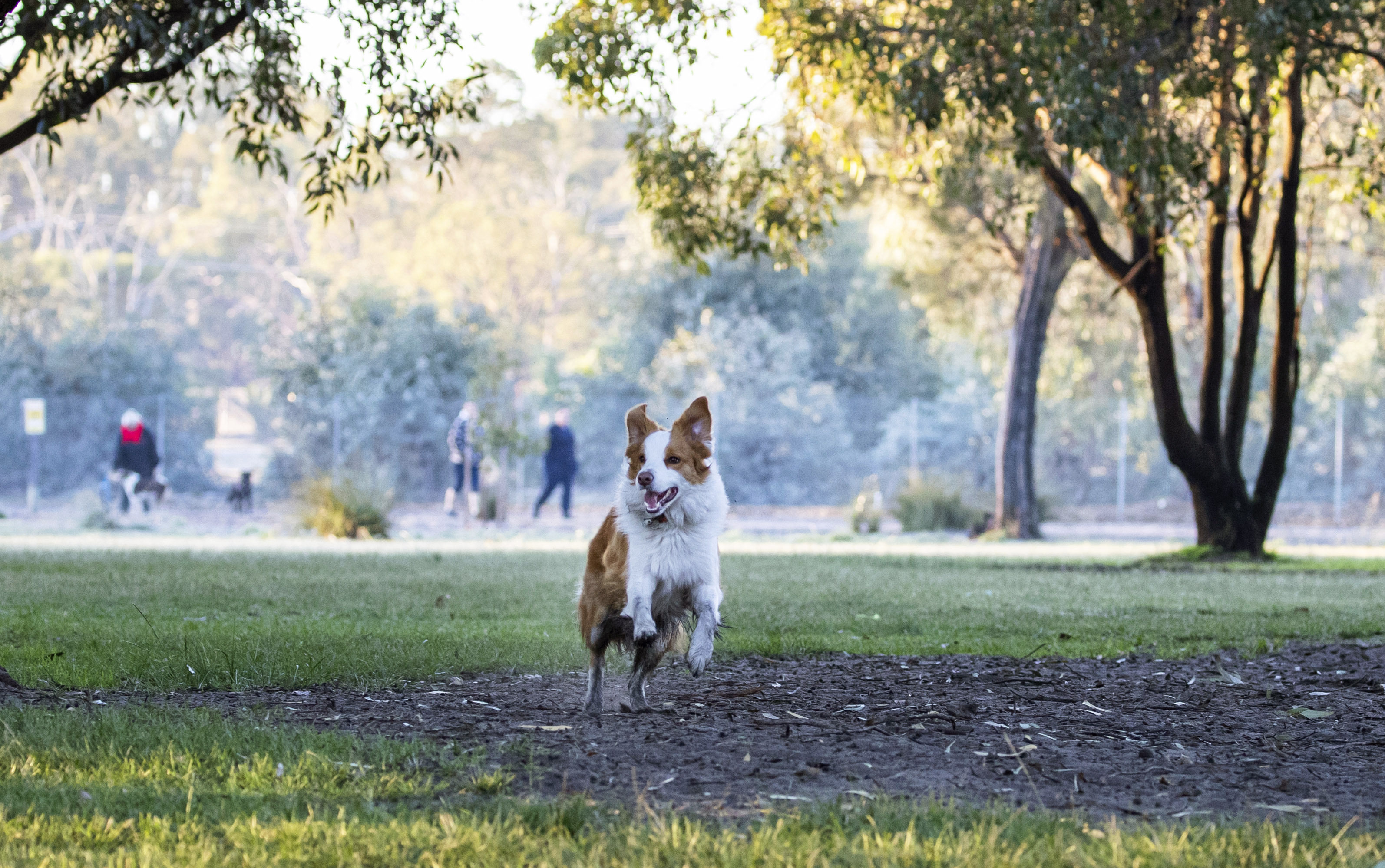 Whiteman33 Dog Park runner }}