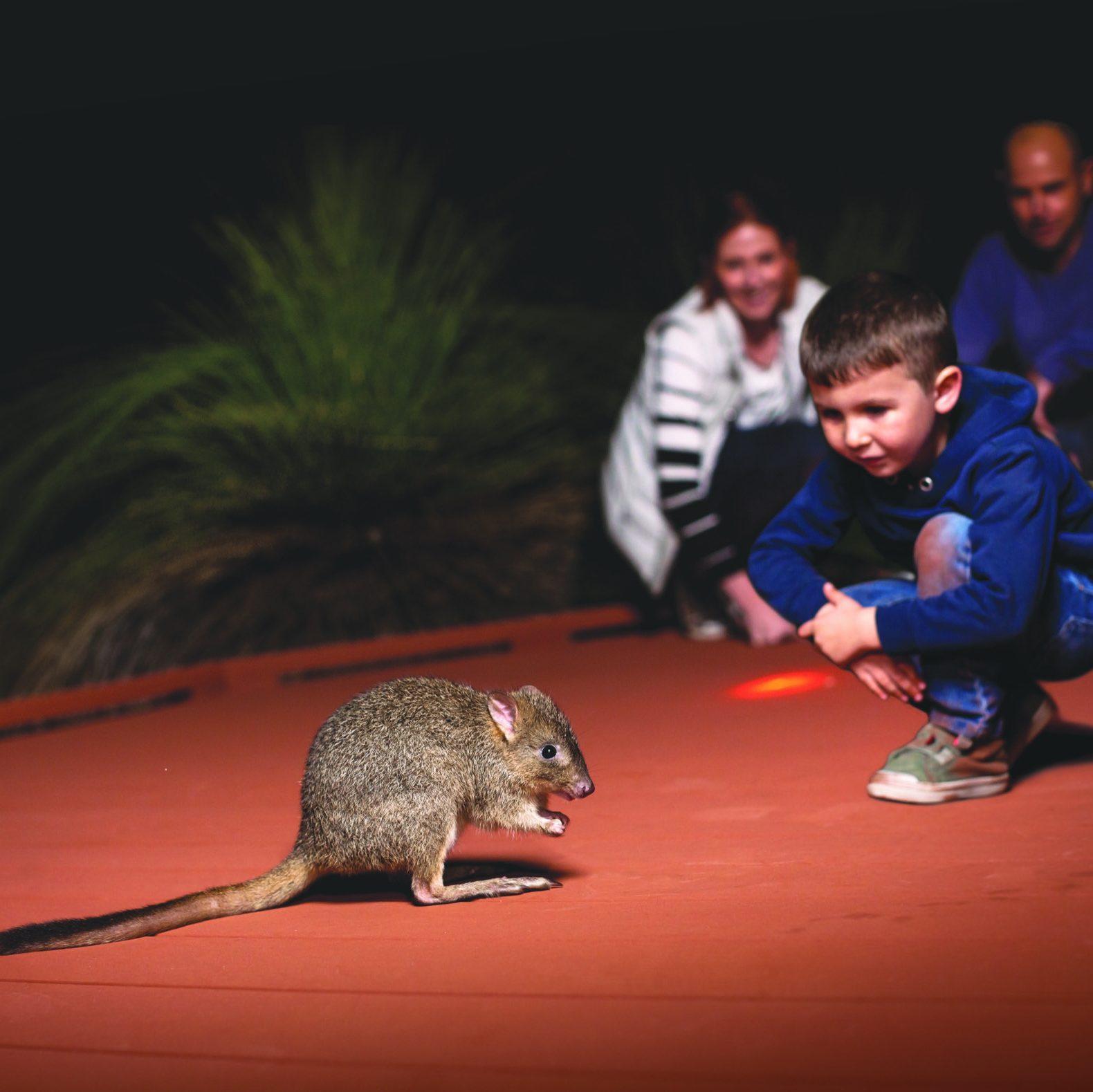 Guided tour - Nocturnal Woylie Walk - family looking at woylie }}