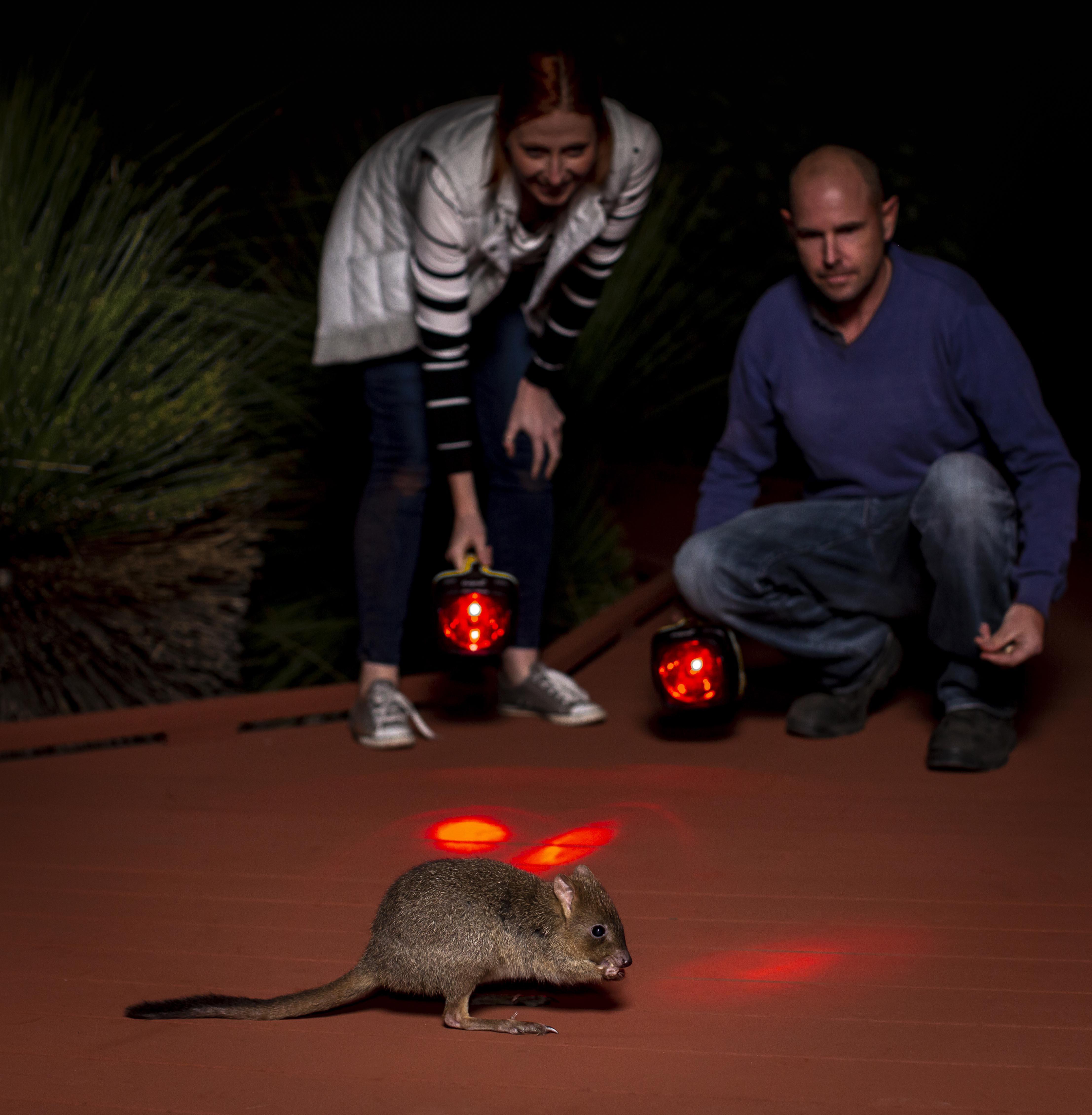 WHPA042 Night Trail 8569 1 MB }}