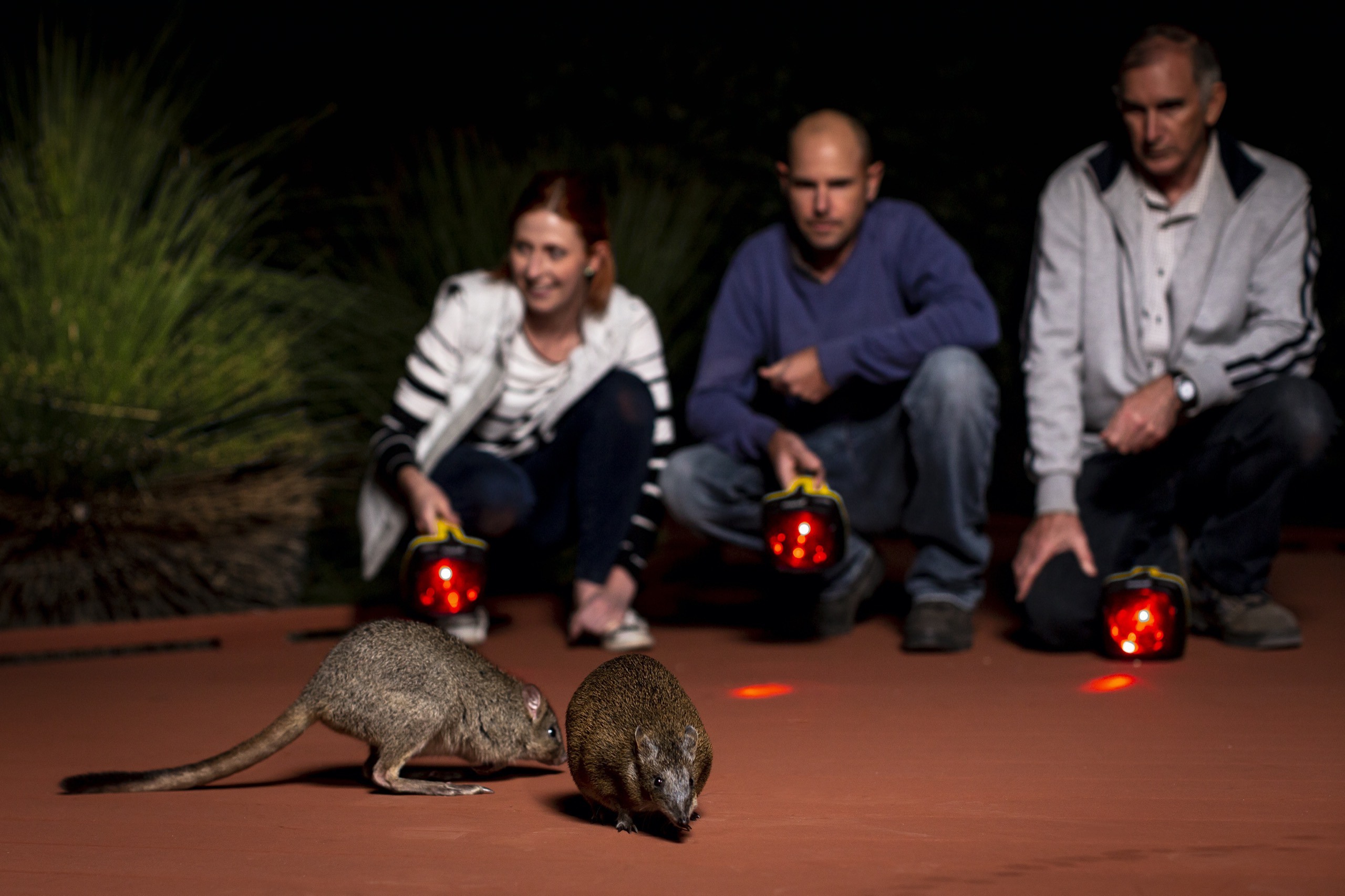 Woodland Reserve - Nocturnal Woylie Walk - group with torches }}